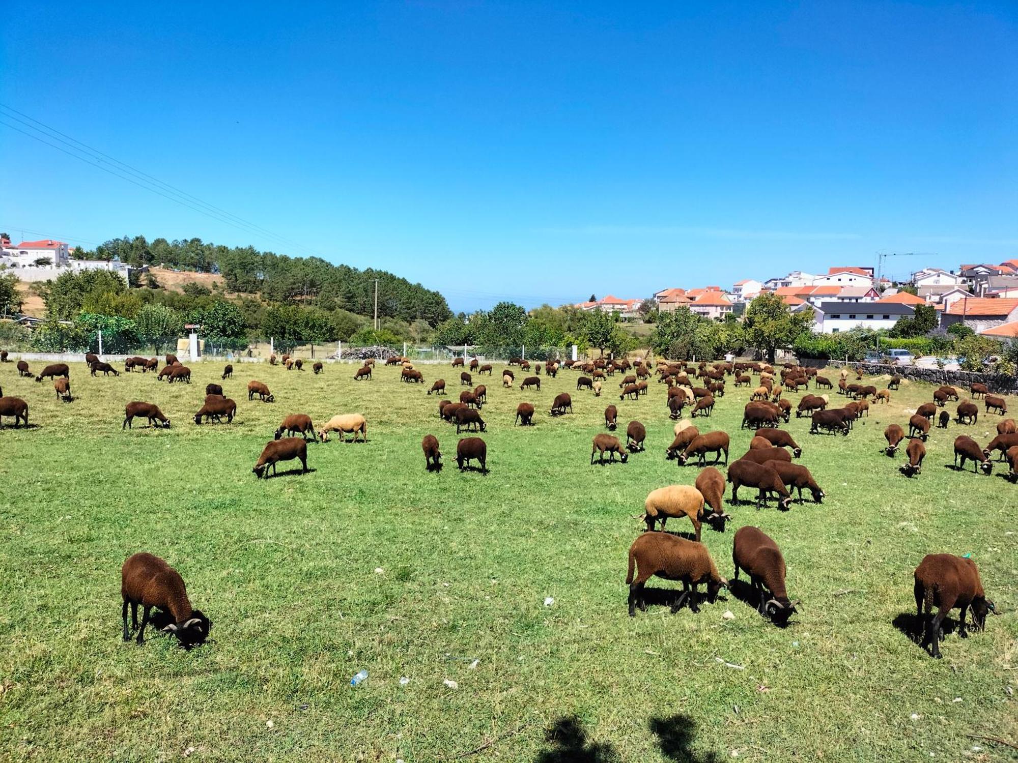 Casa Aguarela, Estilo Familiar Na Serra Da Estrela Sao Romao Екстериор снимка